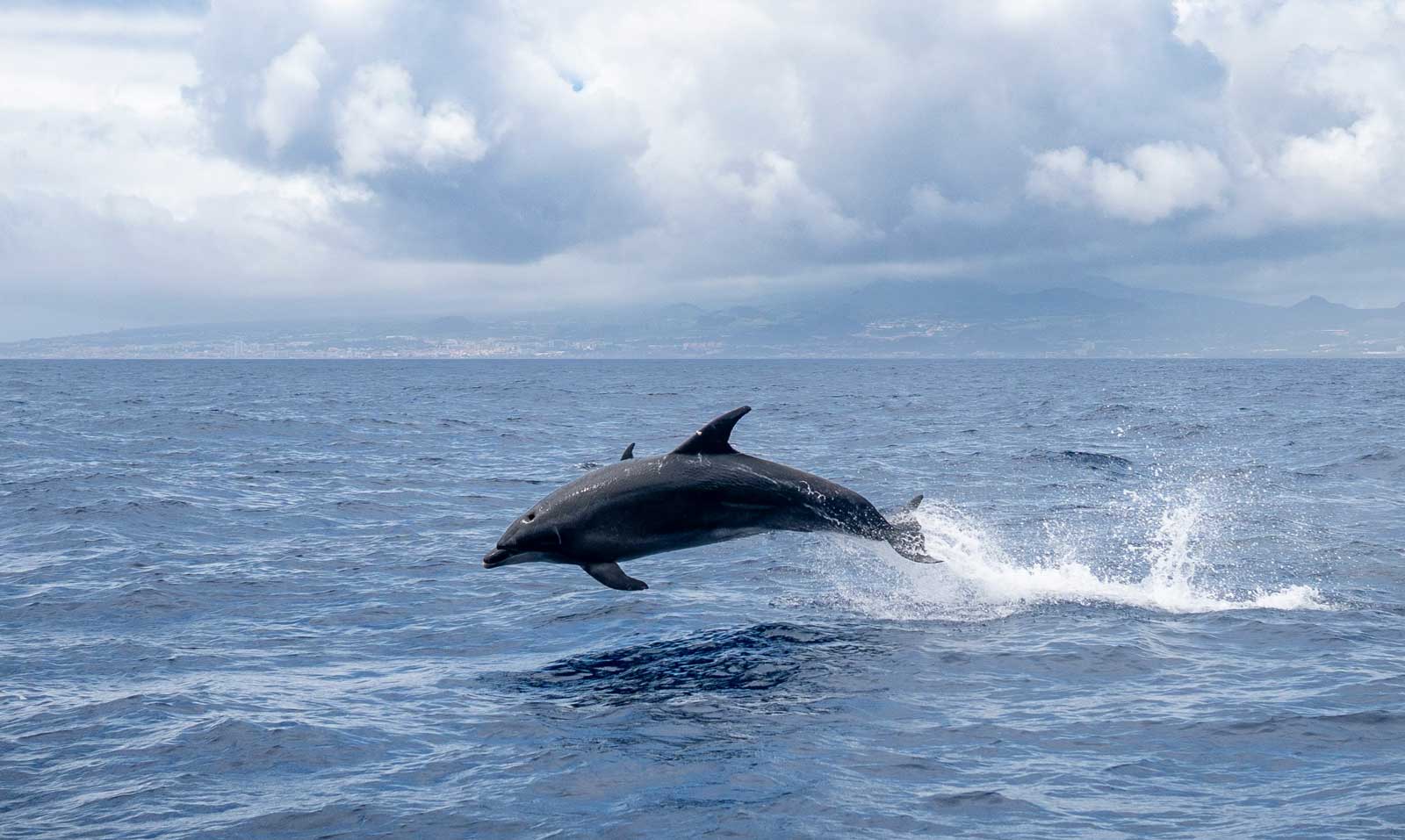Dans la Manche, un bateau �lectrique pour l�observation des c�tac�s